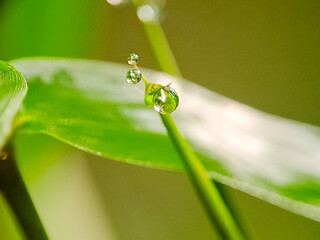 delicate dew drops cling to a blade of grass, reflecting the surrounding greenery. Perfect for nature photography, serene backgrounds