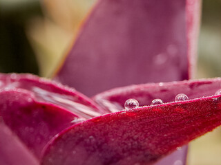 vibrant red flower petal revealing its delicate center and texture. Perfect for botanical studies, macro photography