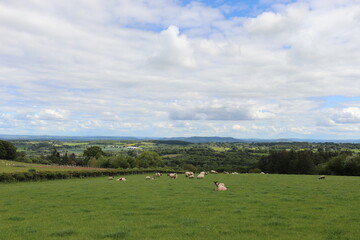 Hergest Ridge in the UK summertime