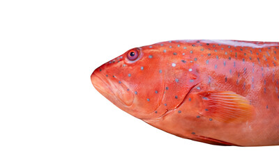 red fish Grouper  on white background