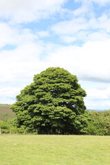 Summertime trees in the UK