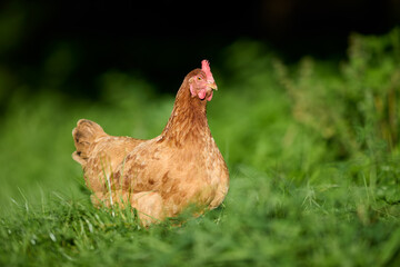 A brown chicken with a vivid red comb stands on grassy terrain. Its poised posture and blurred background accentuate the bird’s charm amidst lush greenery.