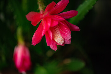 Indoor raised lotus flowers bloom with natural, plant, and floral backgrounds