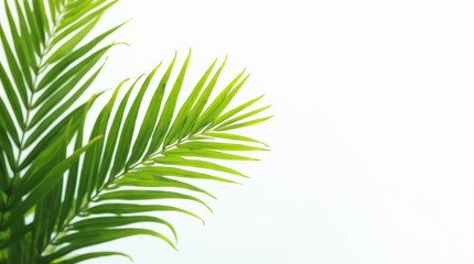Fototapeta premium Tropical Foliage in Focus: A close-up captures vibrant, emerald green palm fronds against the bright backdrop. This image encapsulates a sense of freshness and tranquility.