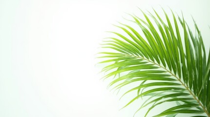 Obraz premium Palm Leaf Serenity: A close-up shot of a vibrant, palm leaf against a soft background, creating a serene and refreshing atmosphere. The verdant green of the fronds is beautifully illuminated.