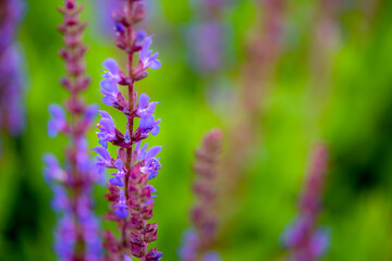 Lavender flowers blooming in summer, close-up of nature, plants, and flowers