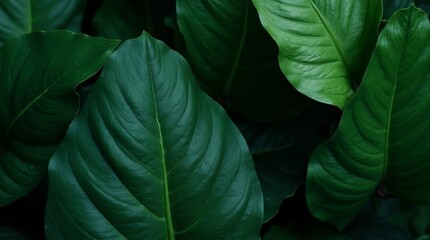 Emerald Leaves: A close-up, nature-focused image captures a collection of large, vibrant green leaves, their textures and patterns highlighted by the interplay of light and shadow.
