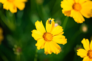 The yellow chrysanthemums that bloom in summer. Natural, plant, and floral backgrounds.