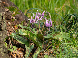 カタクリの紫色の花