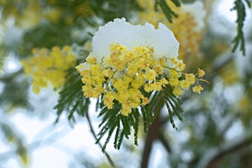 Delicate mimosa flowers on a bush covered with melting snow after a snowfall.