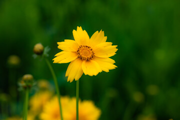 The yellow chrysanthemums that bloom in summer. Natural, plant, and floral backgrounds.