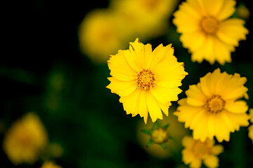 The yellow chrysanthemums that bloom in summer. Natural, plant, and floral backgrounds.