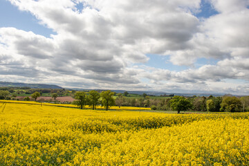 Canola crops in the Springtime