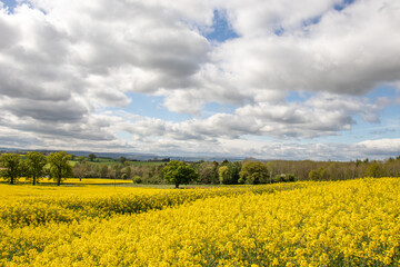 Obraz premium Canola crops in the Springtime