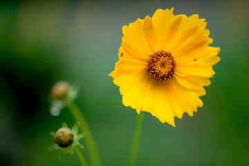The yellow chrysanthemums that bloom in summer. Natural, plant, and floral backgrounds.