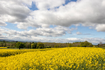 Canola crops in the Springtime