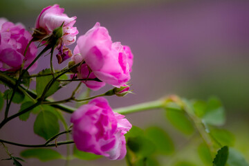 Summer blooming roses, close-up of nature, plants, and flowers