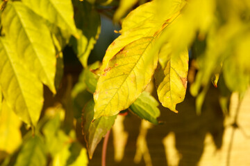 Bright golden leaves catching sunlight in a peaceful outdoor setting during autumn