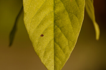 Close-up view of a green leaf with intricate details showcased under soft natural light in a serene outdoor setting