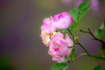 Fototapeta premium Summer blooming roses, close-up of nature, plants, and flowers