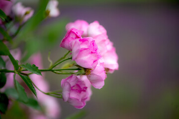 Summer blooming roses, close-up of nature, plants, and flowers