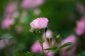Summer blooming roses, close-up of nature, plants, and flowers