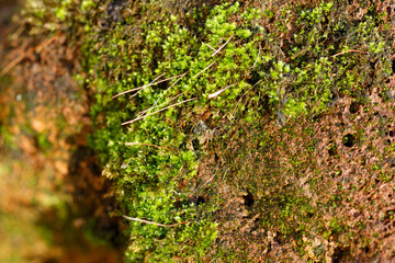 Close-up view of vibrant green moss growing on textured rock surface in a natural setting during...