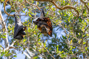 Close-up on two grey-headed flying-foxes, Pteropus poliocephalus, hanging upside down from tree branches, the sun light casting shadows of the branches on the backlit spread wings of the bat.