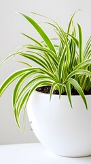 Indoor plant with vibrant green leaves in a modern white pot on a light background