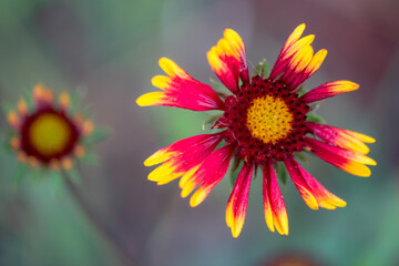 Summer blooming heavenly chrysanthemum, close-up of nature, plants, and flowers