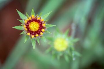 Summer blooming heavenly chrysanthemum, close-up of nature, plants, and flowers