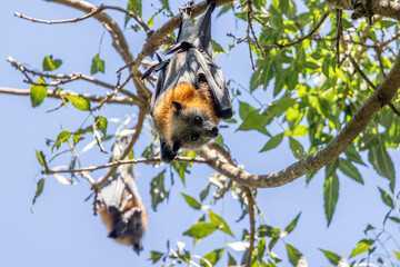 Close-up view of a grey-headed flying-fox, Pteropus poliocephalus, hanging upside down from a tree branch looking straight at the camera, while another one is seen blurred in the background.