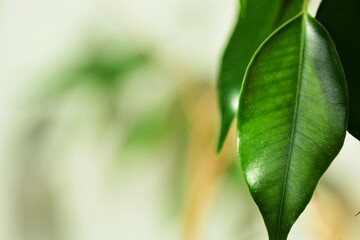 Plant waxy green leaves closeup abstract background. Floral pattern background.
