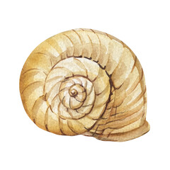 Spiral yellow seashell painted in watercolor style, marine beach illustration with realistic texture and delicate ocean inspiration
