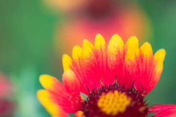 Summer blooming heavenly chrysanthemum, close-up of nature, plants, and flowers