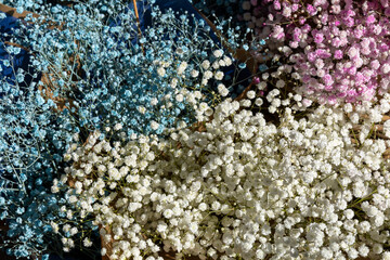 Colorful Baby’s Breath Flowers in Blue, White, and Pink