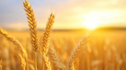 Fototapeta premium Vibrant wheat field at sunset with glowing golden ears of grain swaying in the warm golden light A serene pastoral landscape showcasing the abundance and beauty of the autumn harvest season