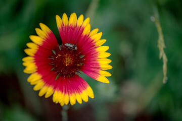 Summer blooming heavenly chrysanthemum, close-up of nature, plants, and flowers