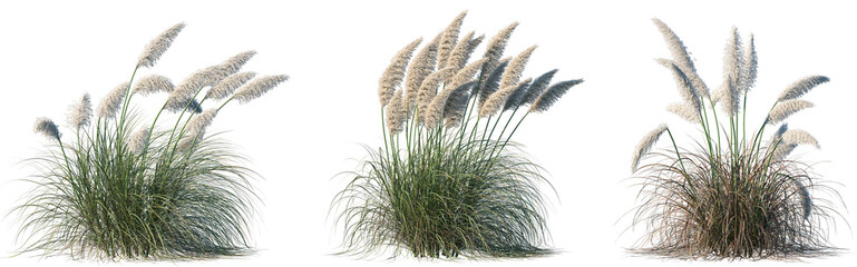 Set of Cortaderia selloana pumila (Pampas grass) isolated frontal png on a transparent background...