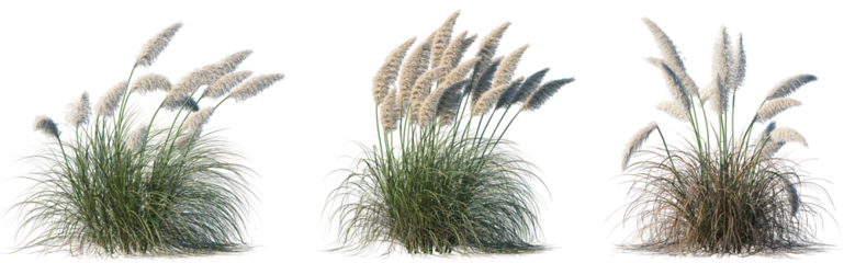 Set of Cortaderia selloana pumila (Pampas grass) isolated frontal png on a transparent background perfectly cutout