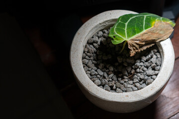 Potted Plant with Green Leaf and Stones