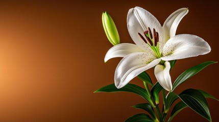 Fototapeta premium Elegant White Lily Blossom Against a Warm Brown Background