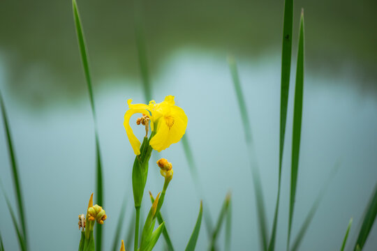 Summer blooming Acorus calamus flowers, close-up of nature, plants, and flowers