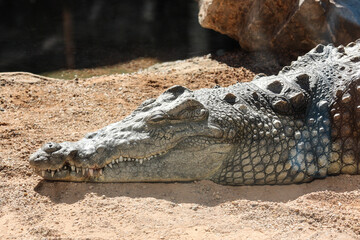 Nile crocodile lying on the ground 