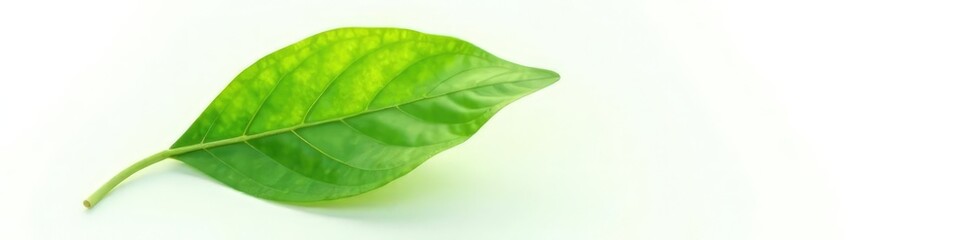 A single leaf isolated on a white background with subtle texture and veins visible, plant, natural