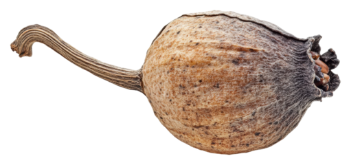 Poppy seed pod natural environment botanical concept isolated on transparent background