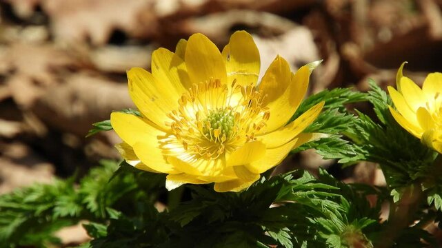 [4K] Fukujuso (Amur Adonis) Blooming on Forest Floor: Golden Flowers of Adonis ramosa in Early Spring 【4K】早春の林床に咲くフクジュソウ（福寿草）：学名 Adonis ramosa の黄金色の花と春の光 撮影日：20250324-6