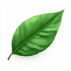 Obraz premium Green leaf, isolated on white background