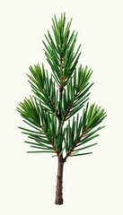 Fototapeta premium Single Cypress Branch on White Clay Background, cypress branch, cypress tree
