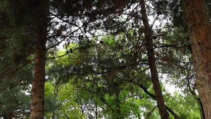 Fototapeta premium tree in the forest